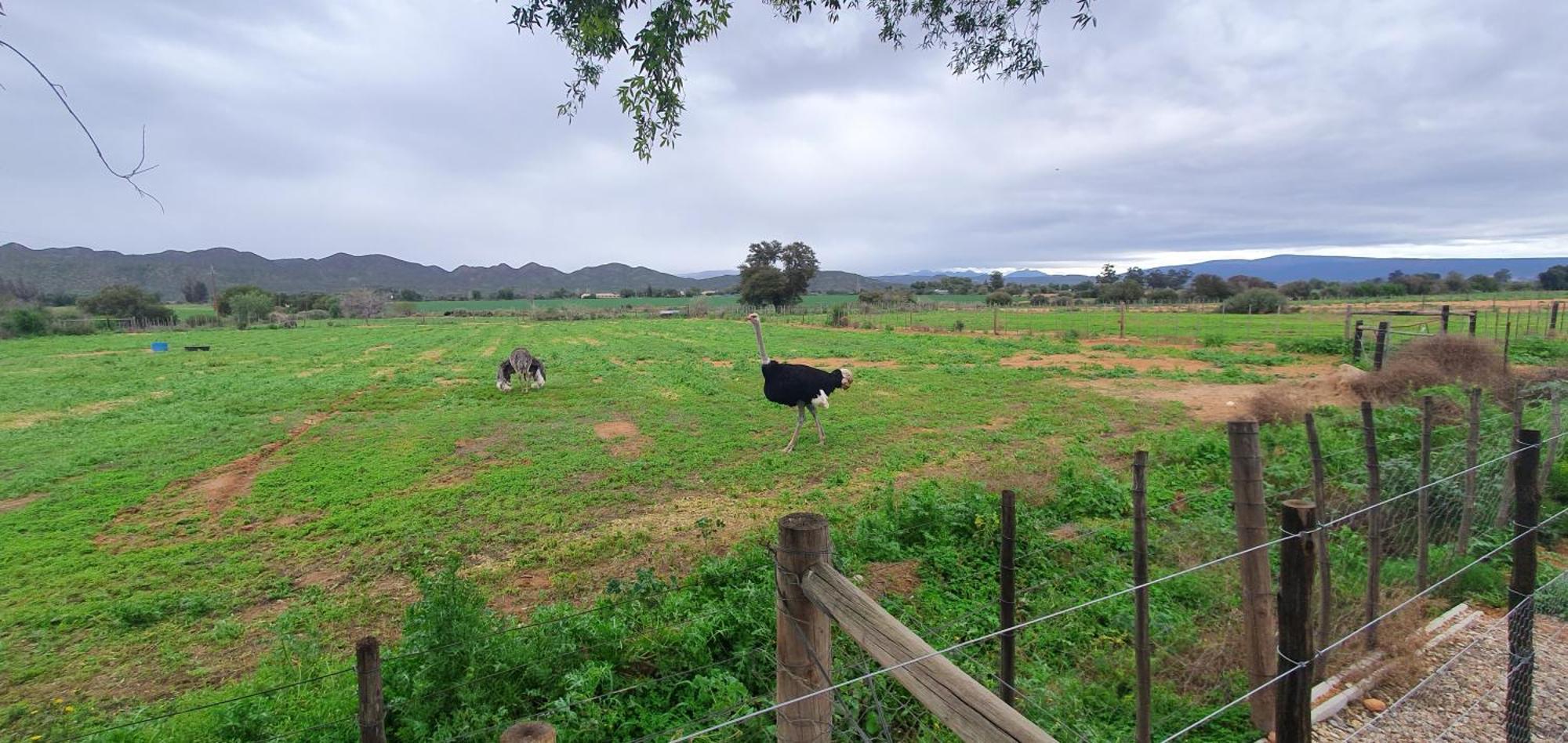 Karoo Leeu Self Catering Villa Oudtshoorn Luaran gambar