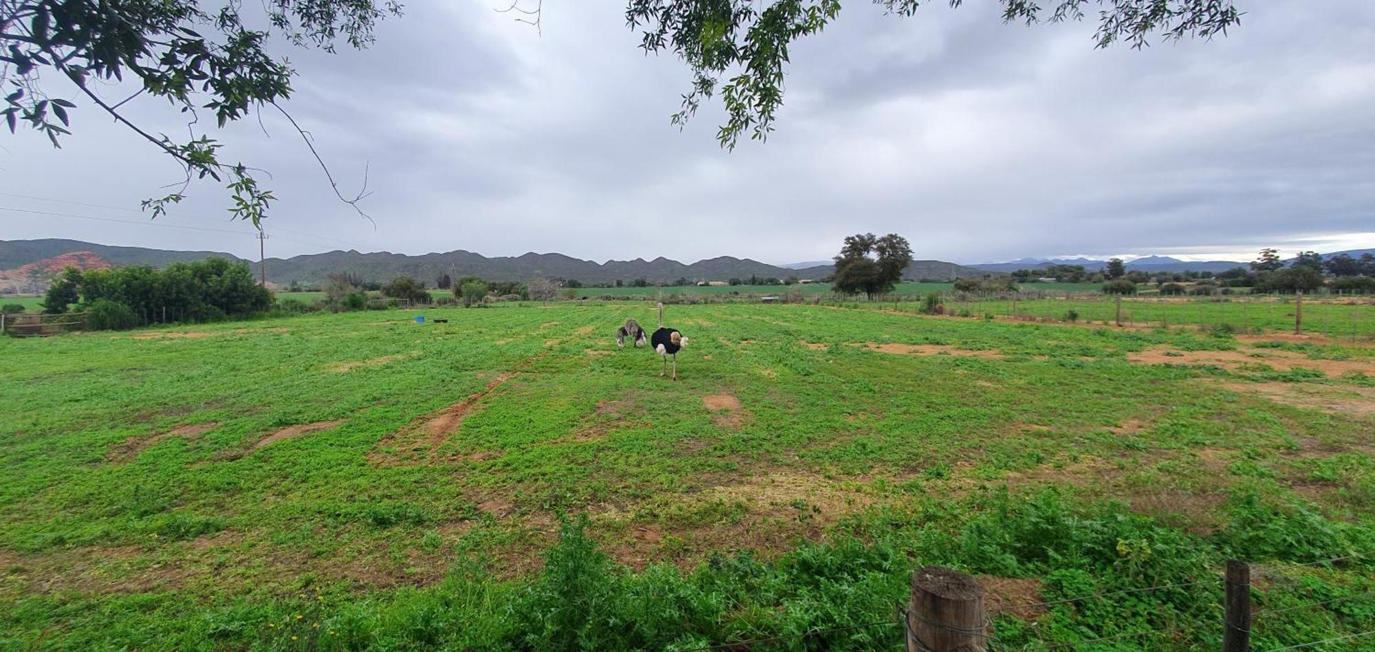 Karoo Leeu Self Catering Villa Oudtshoorn Luaran gambar