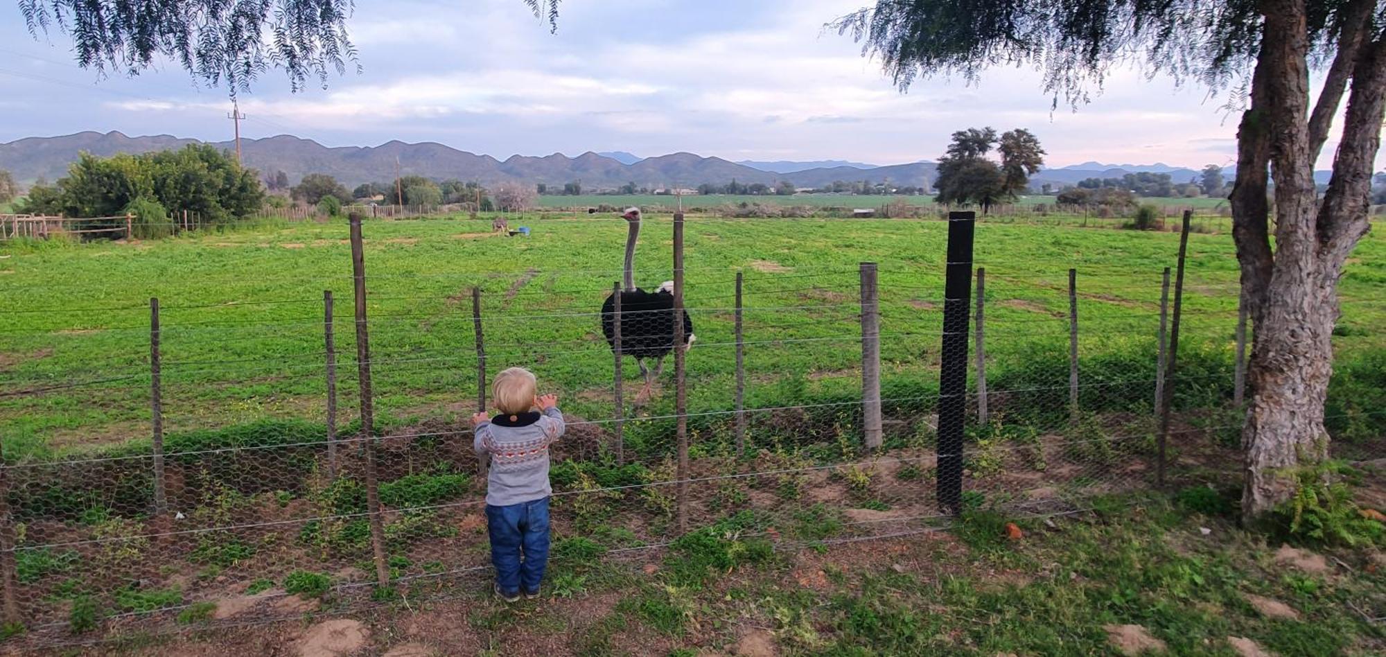Karoo Leeu Self Catering Villa Oudtshoorn Luaran gambar