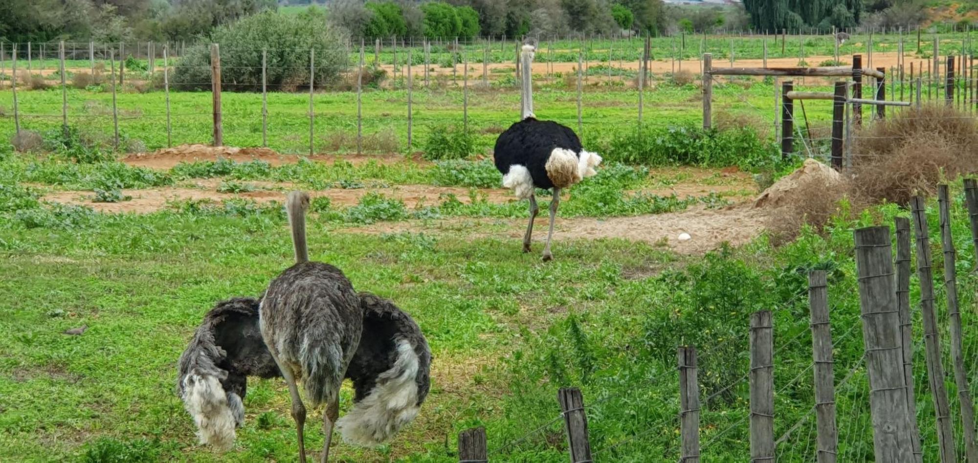 Karoo Leeu Self Catering Villa Oudtshoorn Luaran gambar